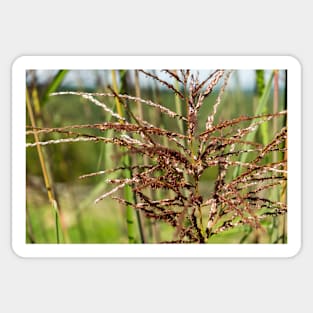 Bright spring grass field with sunlight bokeh background Sticker